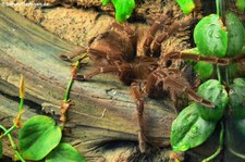 Goliath-Vogelspinne (Theraphosa blondi) im Kölner Zoo