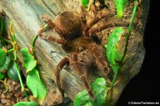 Goliath-Vogelspinne (Theraphosa blondi) im Kölner Zoo