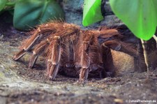 Goliath-Vogelspinne (Theraphosa blondi) im Kölner Zoo