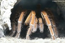 Theraphosa stirmi im Kölner Zoo