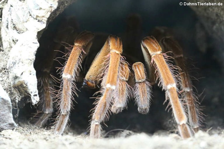 Theraphosa stirmi