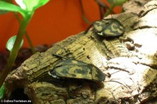 Fragezeichenschaben (Therea olegrandjeani) im Kölner Zoo