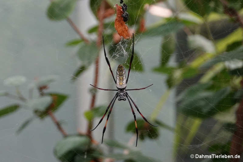 Seidenspinne (Nephilia spec.)