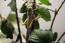 Südamerikanische Riesenheuschrecke (Tropidacris collaris) im Kölner Zoo