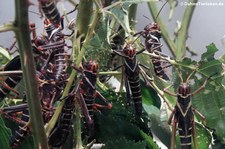 Südamerikanische Riesenheuschrecken (Tropidacris collaris) im Kölner Zoo