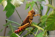 Südamerikanische Riesenheuschrecke (Tropidacris collaris) im Kölner Zoo