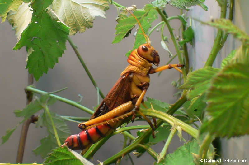 Riesenheuschrecke (Tropidacris collaris)