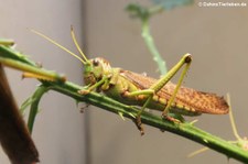 Südamerikanische Riesenheuschrecke (Tropidacris collaris) im Kölner Zoo