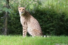 Südafrikanischer Gepard (Acinonyx jubatus jubatus) im Kölner Zoo