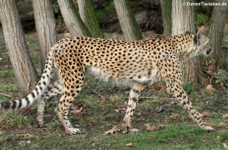 Acinonyx jubatus jubatus