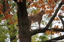 Südafrikanischer Gepard (Acinonyx jubatus jubatus) im Kölner Zoo