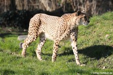 Südafrikanischer Gepard (Acinonyx jubatus jubatus) im Kölner Zoo