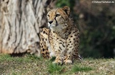 Südafrikanischer Gepard (Acinonyx jubatus jubatus) im Kölner Zoo