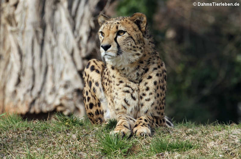 Südafrikanischer Gepard (Acinonyx jubatus jubatus)