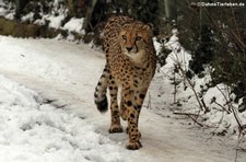 Südafrikanischer Gepard (Acinonyx jubatus jubatus) im Kölner Zoo