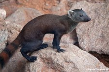 Ringelschwanzmungo (Galidia elegans) im Kölner Zoo