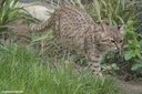 Leopardus geoffroyi