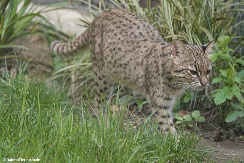 Leopardus geoffroyi-1