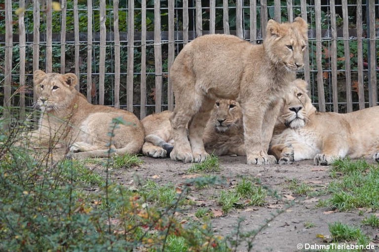 Panthera leo leo