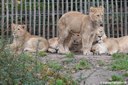 Panthera leo leo