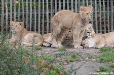 Panthera leo leo-4