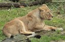Panthera leo leo