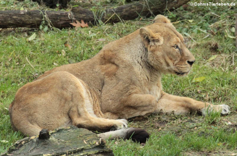 Asiatische Löwin (Panthera leo persica)