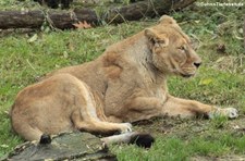 Asiatische Löwin (Panthera leo persica) im Kölner Zoo