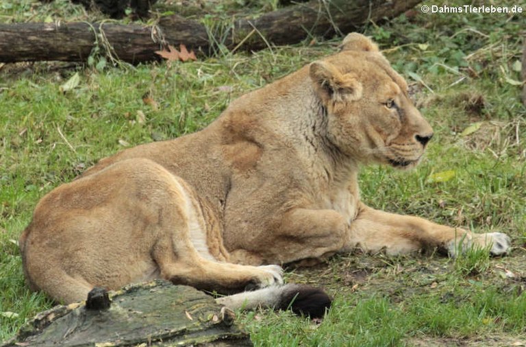 Panthera leo leo