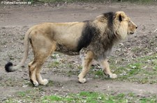 Asiatischer Löwe (Panthera leo persica) im Kölner Zoo