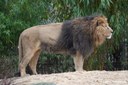Panthera leo leo