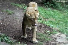 Asiatische Löwin (Panthera leo persica) im Kölner Zoo