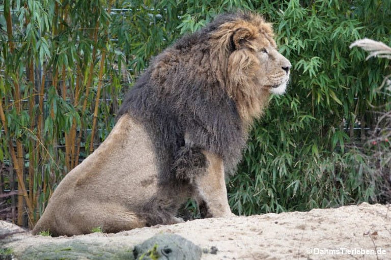 Panthera leo leo