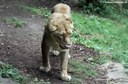 Panthera leo leo