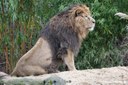 Panthera leo leo
