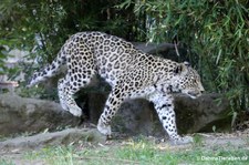 Persischer Leopard (Panthera pardus saxicolor) im Kölner Zoo