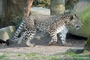 Panthera pardus tulliana