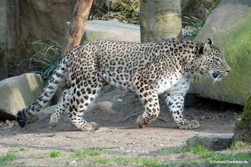 Panthera pardus saxicolor