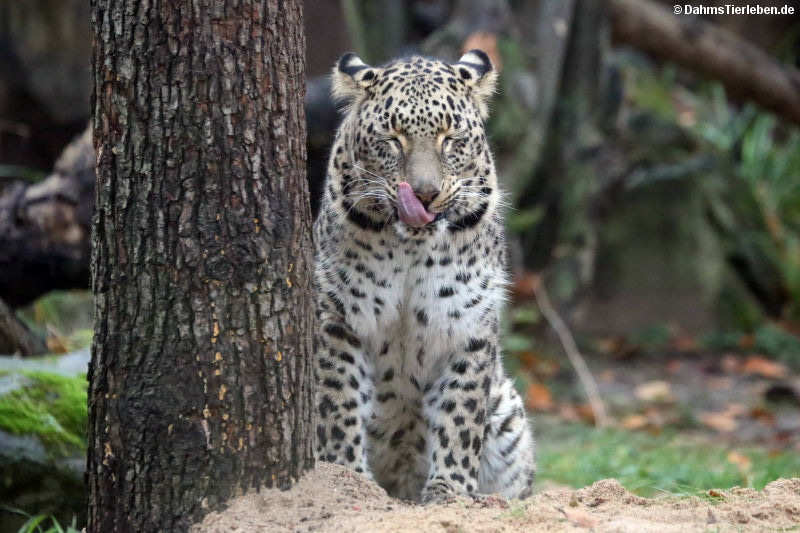 Persischer Leopard (Panthera pardus saxicolor)