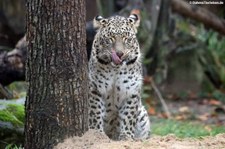 Persischer Leopard (Panthera pardus saxicolor) im Kölner Zoo