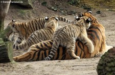 Amurtiger (Panthera tigris altaica) im Kölner Zoo