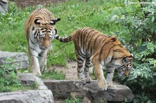 Amurtiger (Panthera tigris altaica) im Kölner Zoo