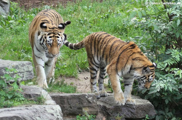 Panthera tigris tigris