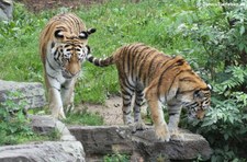 Panthera tigris tigris-8