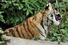 Amurtiger (Panthera tigris altaica) im Kölner Zoo