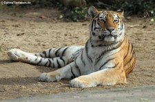 Amurtiger (Panthera tigris altaica) im Kölner Zoo