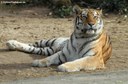 Panthera tigris altaica