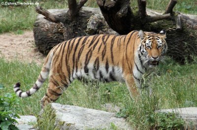 Sibirischer Tiger (Panthera tigris altaica)