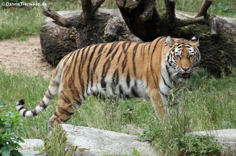 Sibirischer Tiger (Panthera tigris altaica)