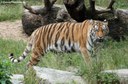 Panthera tigris tigris